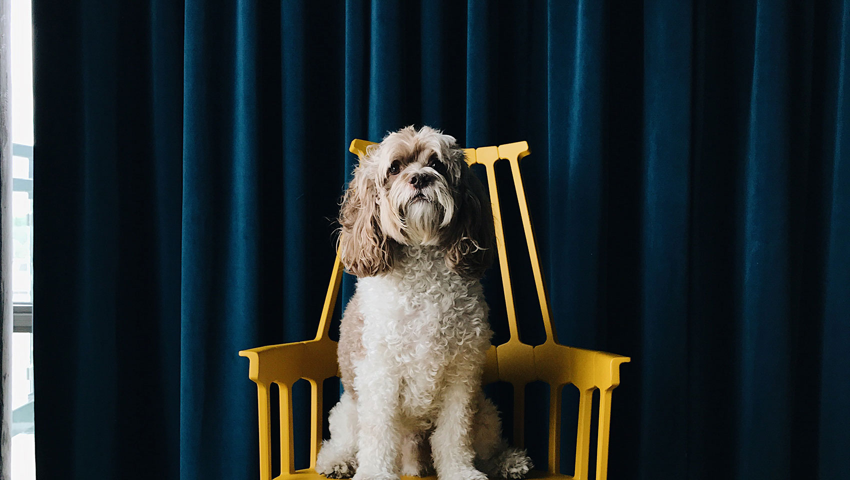 Dog on chair