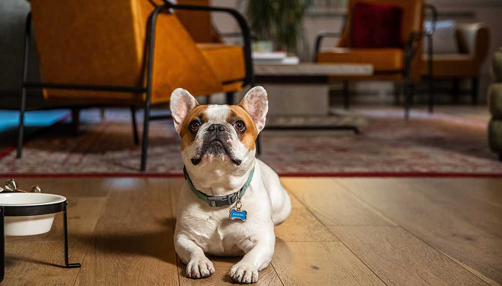 Dog on floor