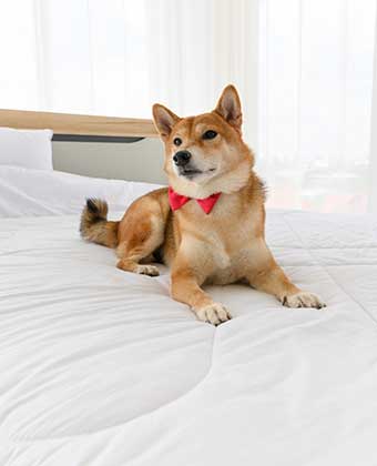 Dogs on bed