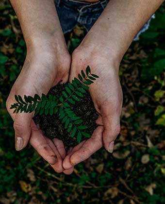 Plant in hands